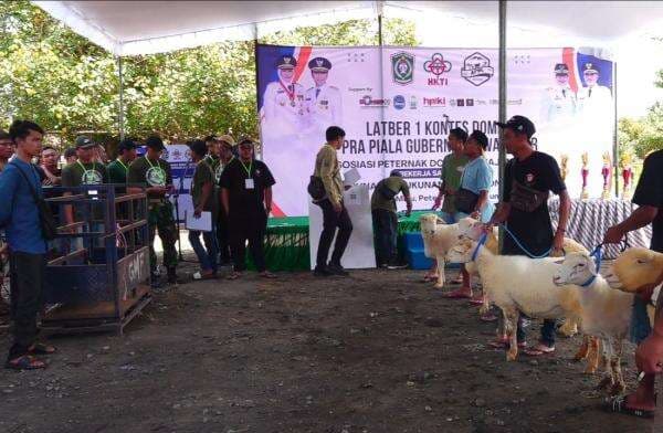 Puluhan Domba Unggulan Ikuti Kontes di Pasar Hewan Lumajang Puluhan Domba Unggulan Ikuti Kontes di Pasar Hewan Lumajang