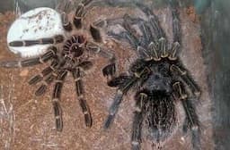 Kegemaran Memelihara Tarantula: Laba-Laba Besar yang Menyeramkan dan Eksotik