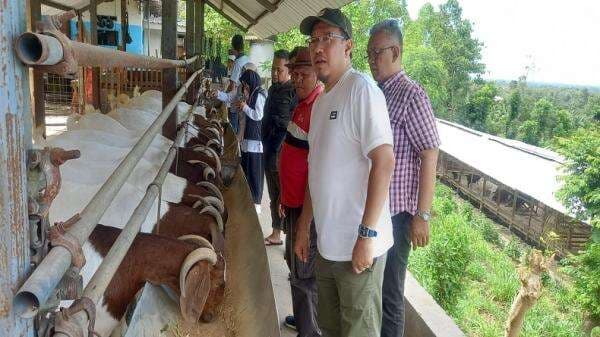 Permintaan Meningkat, Peternak Domba Kewalahan Penuhi Pesanan