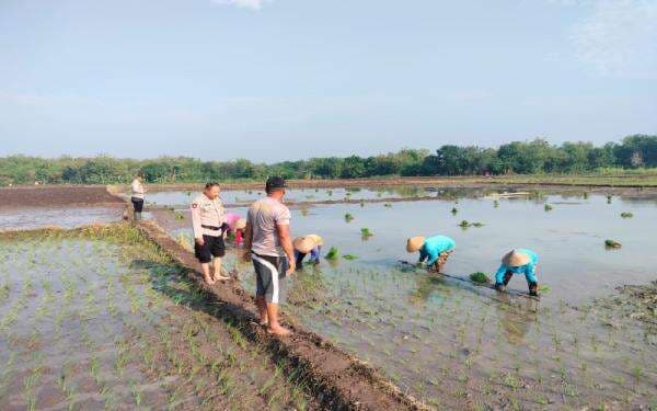 Dukung Swasembada Pangan Nasional, Polsek Plupuh Sragen Siapkan Pekarangan Bergizi