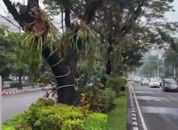 Median Taman Jalan Pahlawan Makin Cantik dengan Adanya Tanaman Tanduk Rusa