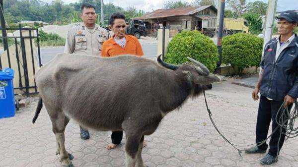 Komplotan Pencuri Kerbau Ditangkap, 2 Pelaku Buron