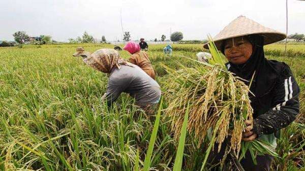 Pemerintah Naikkan HPP Gabah Jadi Rp6.500 per Kg, Petani Diminta Tolak Harga Murah