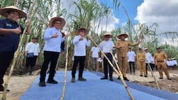 Tanaman Tebu Ibarat Stunting, Menko Pangan Dorong Produksi Gula di Sumut Naik Drastis