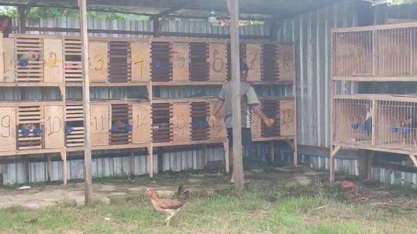 Peternak di Gowa Bantah Jika Kandangnya Dijadikan Lokasi Sabung Ayam Peternak di Gowa Bantah Jika Kandangnya Dijadikan Lokasi Sabung Ayam