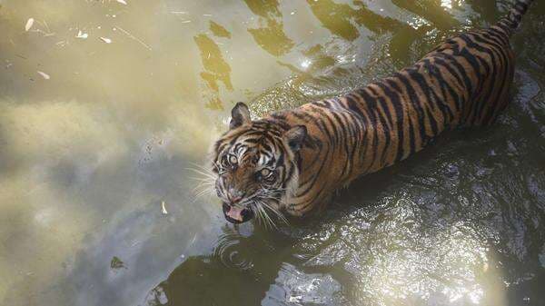 Urine Harimau Dijual Rp112 Ribu, Diklaim Bisa Sembuhkan Rematik