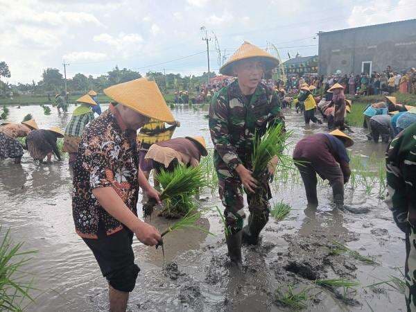 Swasembada Pangan Nasional, Danramil 0811/12 Bancar Terjun Langsung Dampingi Petani Tanam Padi