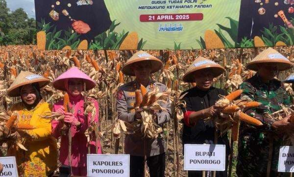 Panen Raya Jagung Varietas Bhayangkara Polres Ponorogo, Ini Keunggulan Panen Raya Jagung Varietas Bhayangkara Polres Ponorogo, Ini Keunggulan