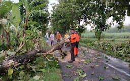 Hujan Angin Sebabkan Pohon Jati Tumbang, Menghalangi Jalan