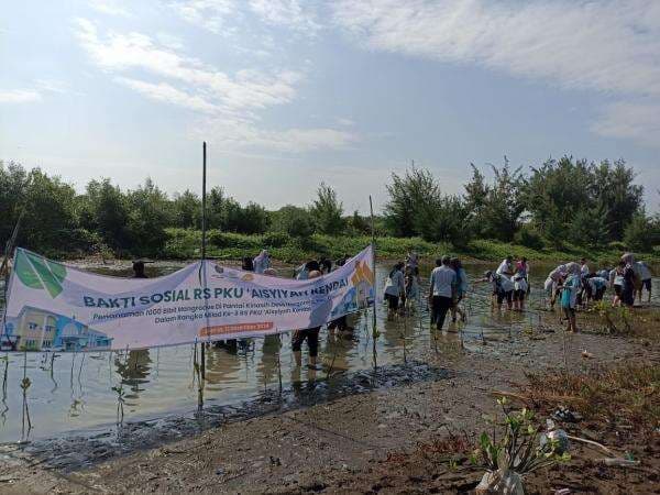 Tenaga Kesehatan RS PKU Aisyiyah Kendal Tanam 1.000 Bibit Mangrove di Pesisir Cepiring