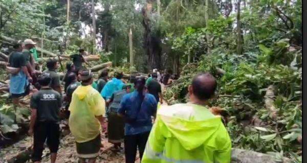 Tragis! 2 Wisatawan Asal Korea dan Prancis Tewas Tertimpa Pohon di Monkey Forest Ubud