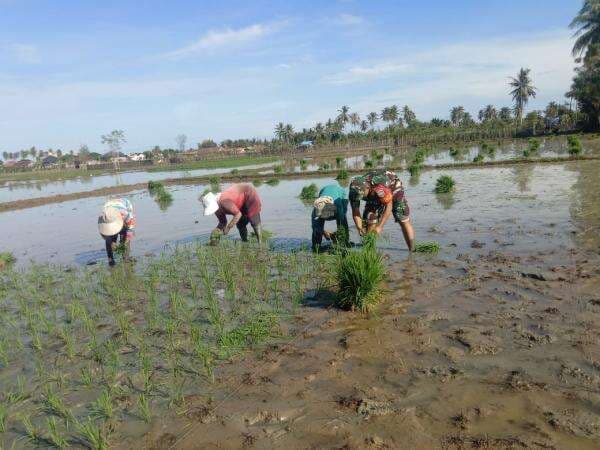 Babinsa Koramil 18 Tripa Pidie Jaya Melaksanakan Giat  Hanpangan Bersama Masyarakat Binaan