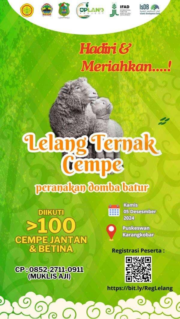 Lelang Anakan Domba Batur Istimewa, Ini Cara Daftarnya