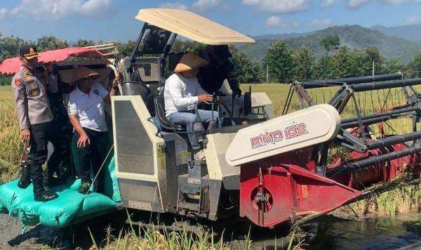 Panen Raya Serentak, PLN Ponorogo Dukung Program Ketahanan Pangan Panen Raya Serentak, PLN Ponorogo Dukung Program Ketahanan Pangan