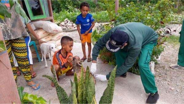 Siap-Siap, Petugas Dinas Peternakan mulai Vaksin Anti-Rabies untuk Anjing dan Kucing di Maubeli