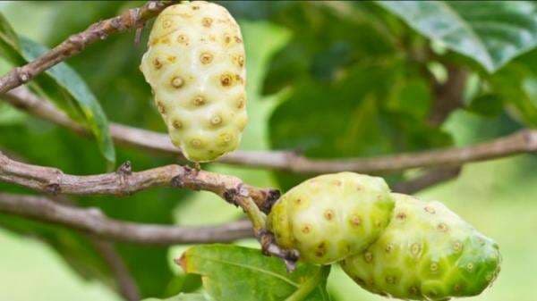 Manfaat Mengkudu untuk Kesehatan, Penderita Diabetes dan Hipertensi Wajib Coba! Manfaat Mengkudu untuk Kesehatan, Penderita Diabetes dan Hipertensi Wajib Coba!