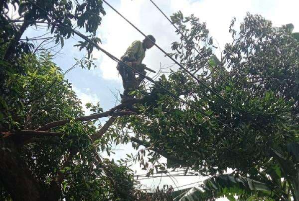 Pohon Beringin Tumbang di Kramat Jati Jaktim, Timpa Bus Pohon Beringin Tumbang di Kramat Jati Jaktim, Timpa Bus