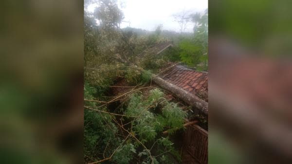 2 Rumah di Kawali Ciamis Diterjang Pohon Durian Tumbang