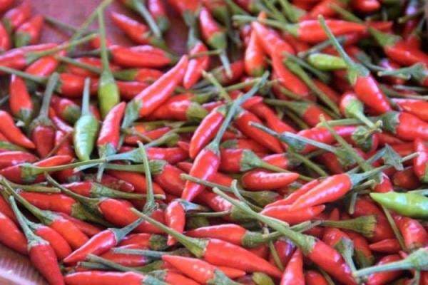 Ini Asal Usul Rica di Sulawesi Utara Ini Asal Usul Rica di Sulawesi Utara