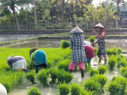 Babinsa Koramil 18 Tripa Pidie Jaya Bantu Petani Desa Binaan Cabut Bibit Padi dan Sebarkan di Sawah