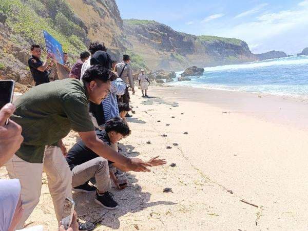 Tunak Resort Lombok Lepas 1300 Tukik dan Berdayakan Masyarakat Lokal