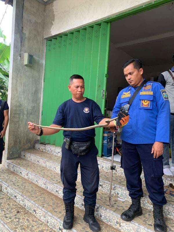 Seekor Ular Masuk Rumah Hebohkan Warga