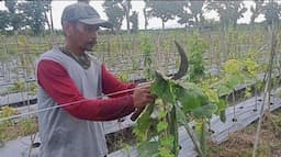 Cuaca Ekstrem Hancurkan Panen, Petani Gambas Banyuwangi Terpuruk