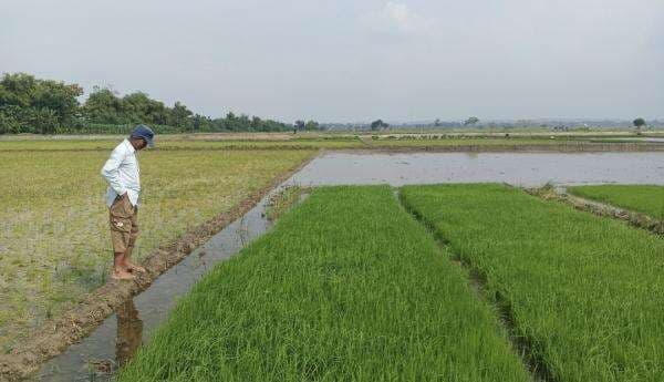 Curah Hujan Rendah Petani Tikung Keluhkan Padinya Gagal Tumbuh