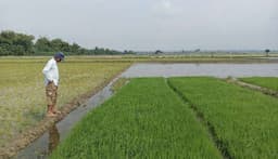 Curah Hujan Rendah Petani Tikung Keluhkan Padinya Gagal Tumbuh