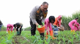 Kebut Program Ketahanan Pangan Nasional, Kapolresta Malang Kota Turun Ke Ladang