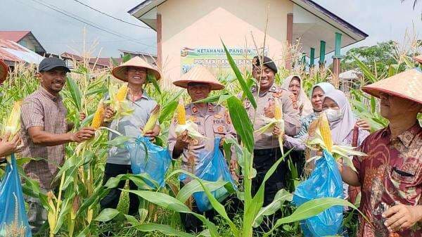 Polsek Banda Sakti Panen Perdana Jagung Ketahanan Pangan, Wujud Dukungan Terhadap Program Nasional Polsek Banda Sakti Panen Perdana Jagung Ketahanan Pangan, Wujud Dukungan Terhadap Program Nasional