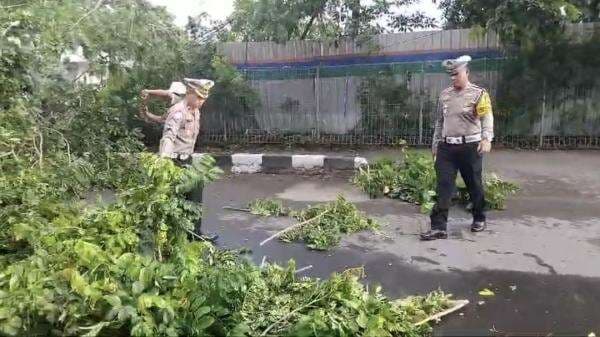 Pohon Tumbang Tutup Jl. Urip Sumoharjo Polantas Makassar Gerak Cepat Evakuasi Ranting Pohon