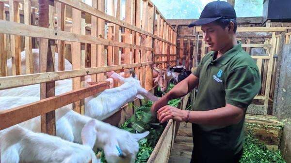 Bersama Upland Project, Kelompok Tani Desa Kasmaran Banjarnegara Sukses Ternak Kambing Sapera