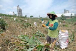 Melalui Program Semen Gresik Sahabat Petani SIG Tingkatkan Kesejahteraan Petani di Rembang