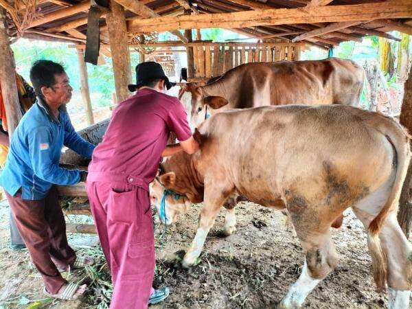 Delapan Sapi di Jepara Terjangkit Wabah PMK, Ada yang Disembelih Karena Kondisi Parah