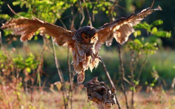 Prabowo Akan Beli 1.000 Burung Hantu untuk Basmi Hama Tikus Sawah Prabowo Akan Beli 1.000 Burung Hantu untuk Basmi Hama Tikus Sawah