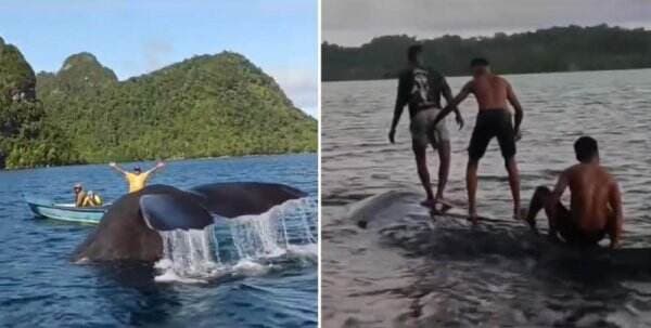 Momen Menakjubkan Anak-Anak Papua Bermain dengan Ikan Paus Raksasa di Raja Ampat