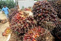 Kabar Buruk, Harga TBS di Riau Turun