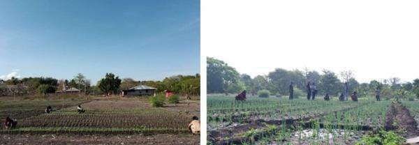 Lelaki Sepuh dan Perempuan Perkasa dari Kampung ini, Bertarung Sikapi Perubahan Iklim Sumba Timur_2 Lelaki Sepuh dan Perempuan Perkasa dari Kampung ini, Bertarung Sikapi Perubahan Iklim Sumba Timur_2