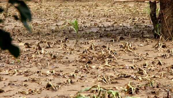 Cuaca Ekstrim Belasan Hektare Lahan Petani Jagung Rusak Diterjang Banjir Bandang