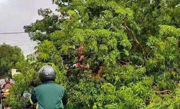 Hujan Deras Akibatkan Pohon Tumbang di Ponorogo, Polisi dan BPBD Lakukan Pemotongan