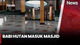 Geger Detik-Detik Babi Hutan Masuk ke Masjid, Bikin Warga Panik