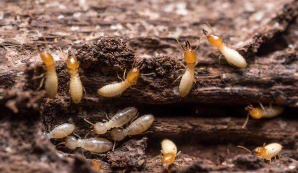 3 Cara Jitu Atasi Rayap di Rumah, Tak Perlu Mahal! 3 Cara Jitu Atasi Rayap di Rumah, Tak Perlu Mahal!