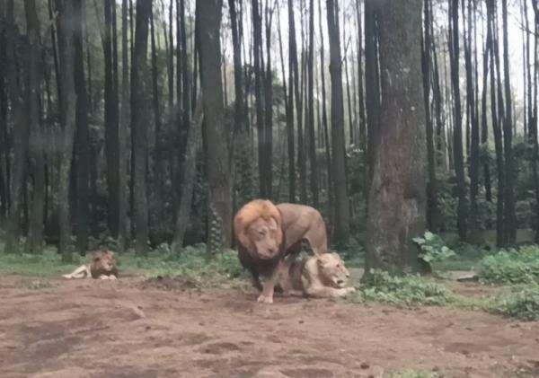 Serunya Liburan di The Grand Taman Safari Prigen, Pasuruan: Menyatu dengan Alam dan Satwa Langka