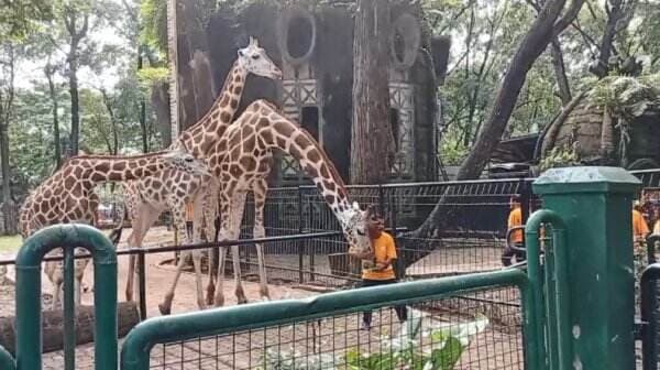 Anak Jerapah Lahir di Ragunan Diberi Nama Rajaka, Apa Maknanya?