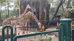 Anak Jerapah Lahir di Ragunan Diberi Nama Rajaka, Apa Maknanya?