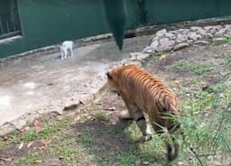 Viral Aksi Heroik <i>Zookeeper</i> Selamatkan Anak Kucing di Kandang Harimau Tuai Pujian