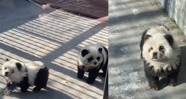 Koleksi Anjing Panda di Kebun Binatang China Viral di Media Sosial&nbsp;