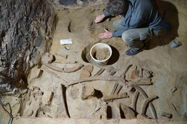 Arkeolog Temukan Tiga Kerangka Mammoth di Gudang Anggur