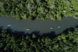 Atraksi Wisata Air Baru di Labuan Bajo, Menyusuri Hutan Mangrove dengan Kayak